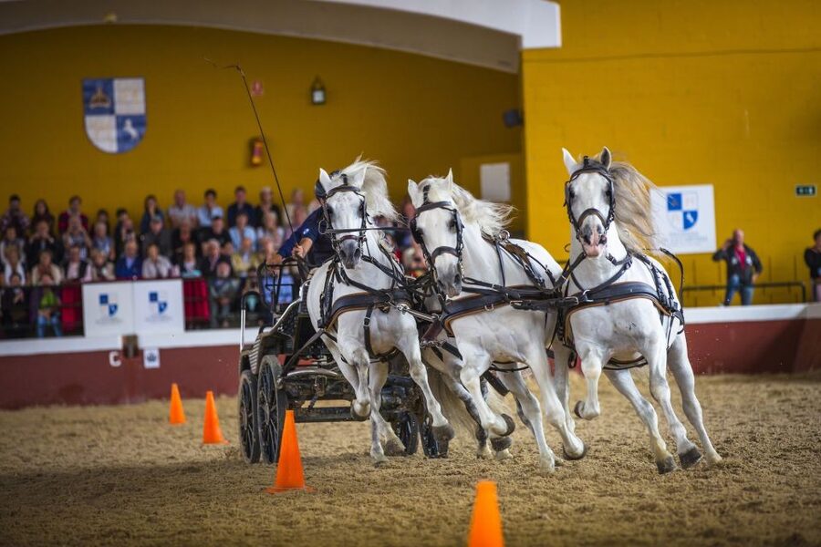 Jerez: Yeguada de la Cartuja Carthusian Horses Tour - Why these Carthusian horses matter near Jerez