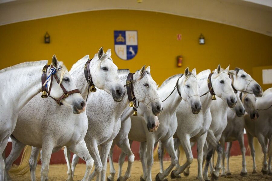 Jerez: Yeguada de la Cartuja Carthusian Horses Tour - The guided farm tour and the horses you will see