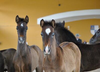Yeguada de la Cartuja Carthusian Horses Tour