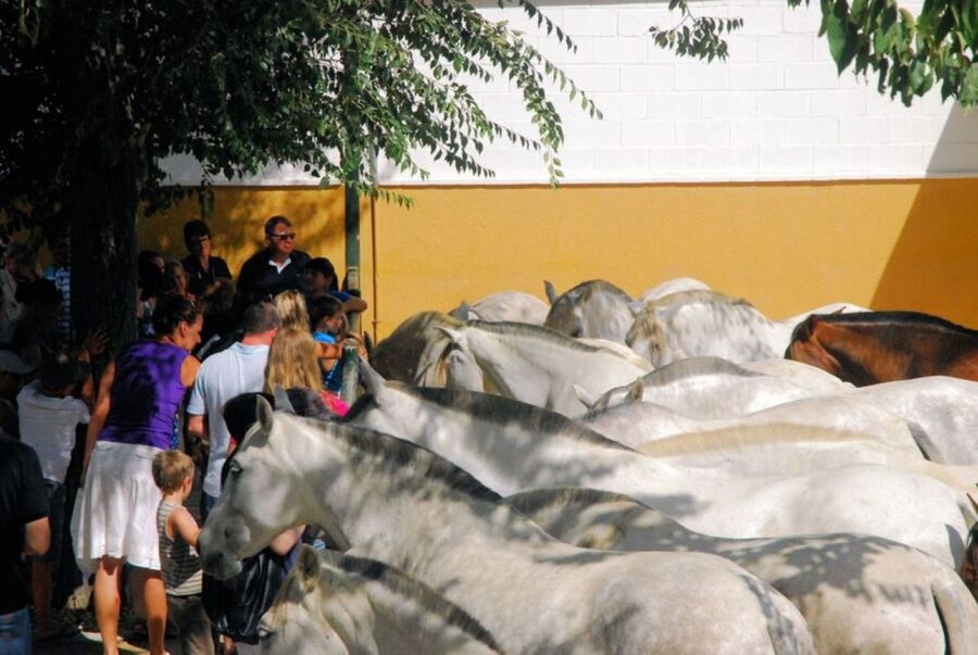Jerez: Yeguada de la Cartuja Carthusian Horses Tour - How much time the visit really takes