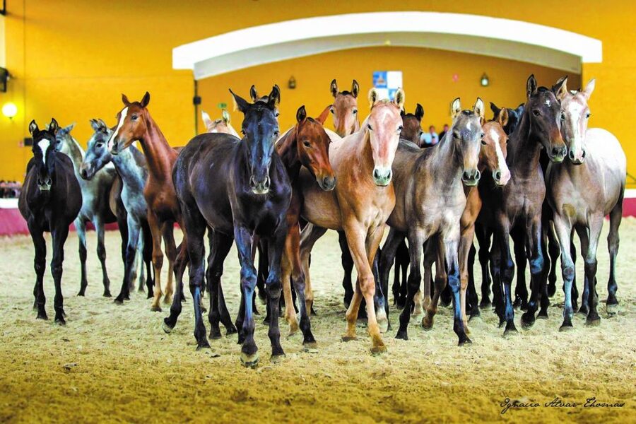 Jerez: Yeguada de la Cartuja Carthusian Horses Tour - Accessibility, languages, and small practical details