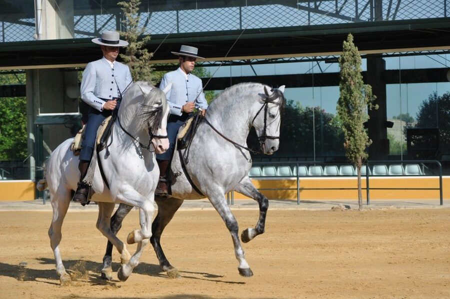 Jerez: Yeguada de la Cartuja Carthusian Horses Tour - Is $22 good value?