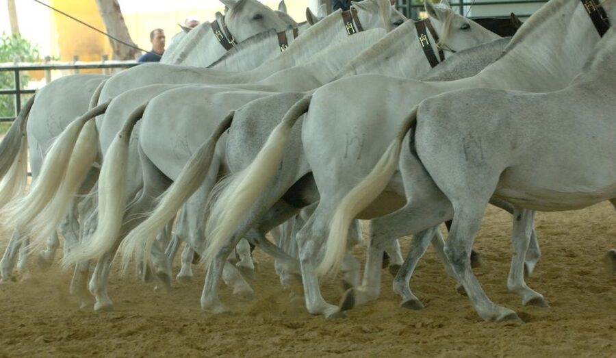 Jerez: Yeguada de la Cartuja Carthusian Horses Tour - Who will enjoy Yeguada de la Cartuja most?