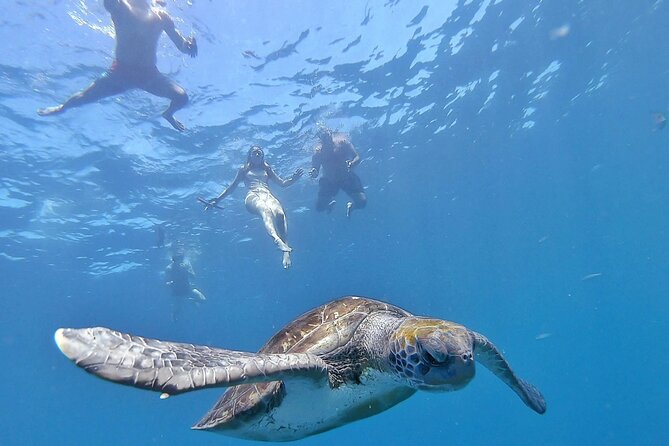 Kayak Safari with Dolphin and Turtle Watching in Guaza - Key points to know before you book