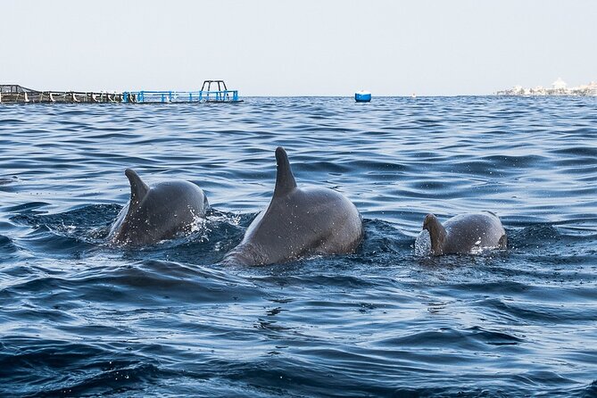 Kayak Safari with Dolphin and Turtle Watching in Guaza - Paddling out from Los Cristianos toward Guaza