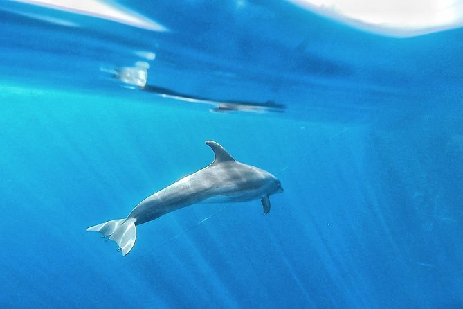 Kayak Safari with Dolphin and Turtle Watching in Guaza - Facilities and practical comfort