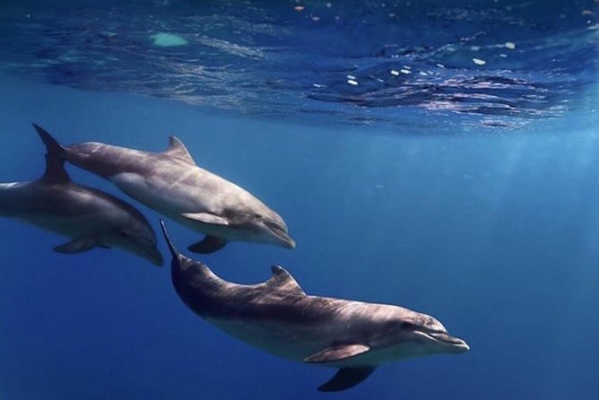 Kayak Safari with Dolphin and Turtle Watching in Guaza - Is $45.97 a fair price?