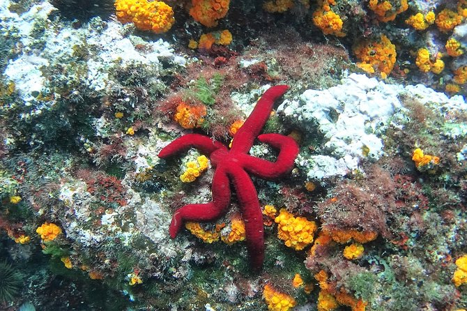 Kayak & Snorkel Tour in Cerro Gordo Natural Park, La Herradura - The guides make the difference
