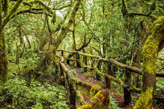 La Gomera Day Trip from Tenerife - Guides, languages, and group size