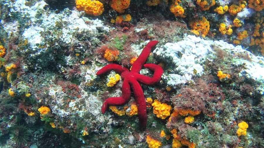 La Herradura: Cerro Gordo Natural Park Kayak & Snorkel Tour - What the first paddle is really like