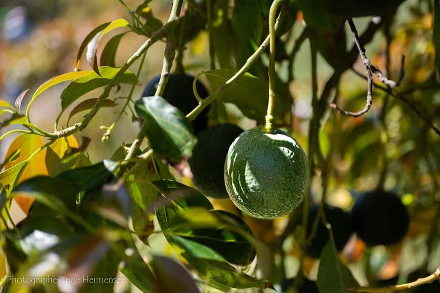 La Herradura Coffee Farm: tour in Europe's only plantation - Organic farming, water use, and soil repair