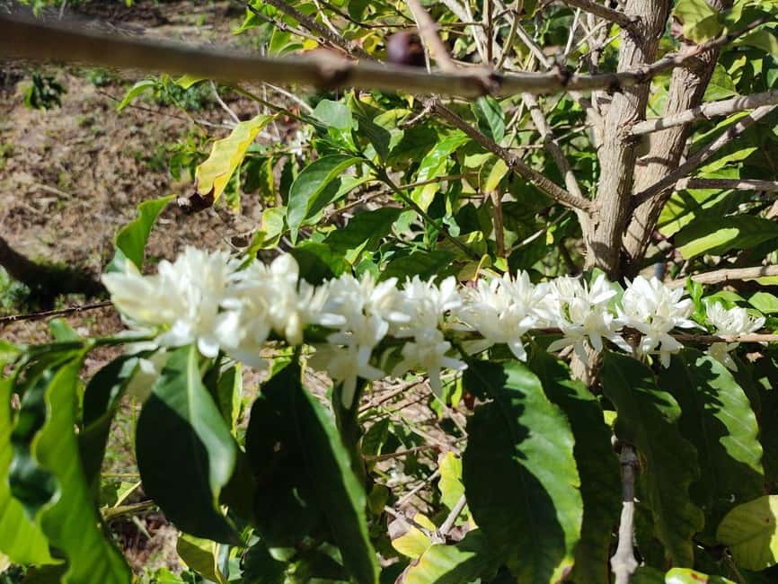 La Herradura Coffee Farm: tour in Europe's only plantation - The 300-year-old cortijo and farm shop