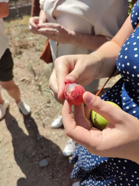 La Herradura Coffee Farm: tour in Europe's only plantation - Helpful planning advice for your day