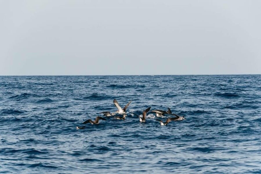 Lanzarote: 2.5-Hour Sunset and Dolphins Cruise - Should you book the Biosfera Jet sunset cruise?