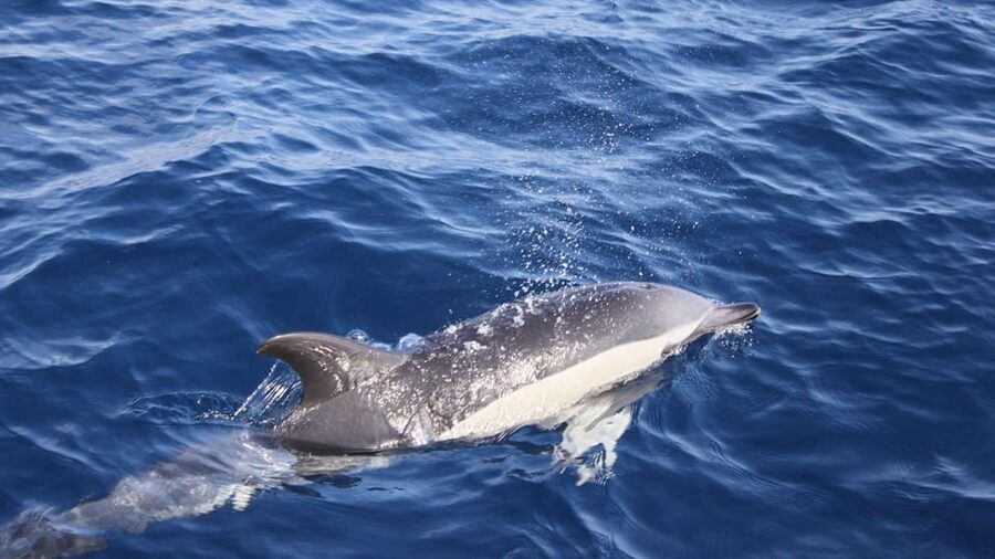 Lanzarote: 2.5-Hour Sunset and Dolphins Cruise - Leaving the harbor on the Biosfera Jet