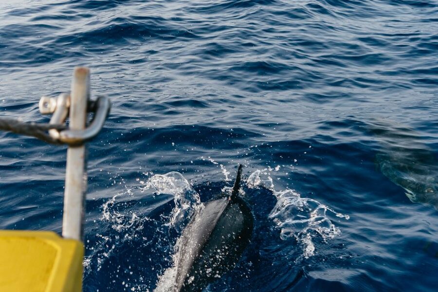 Lanzarote: 2.5-Hour Sunset and Dolphins Cruise - Searching the Atlantic for dolphins and whales