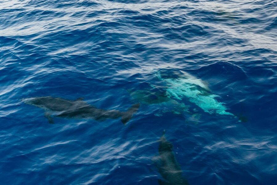 Lanzarote: 2.5-Hour Sunset and Dolphins Cruise - How good is the value at $61?