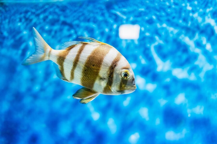 Lanzarote: Aquarium Entry Ticket - Key things to know before you go
