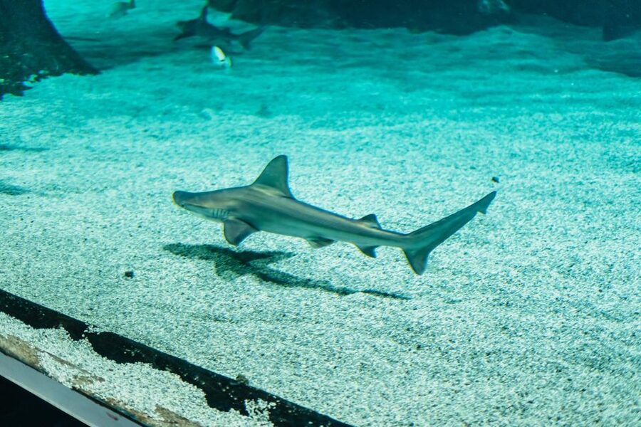 Lanzarote: Aquarium Entry Ticket - Feeding times can improve the visit
