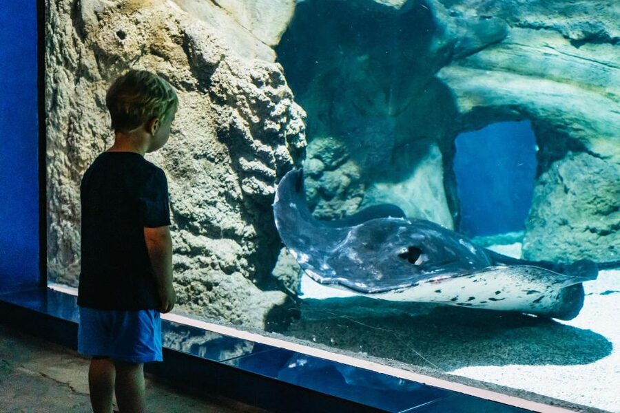 Lanzarote: Aquarium Entry Ticket - Freshwater animals add a change of pace