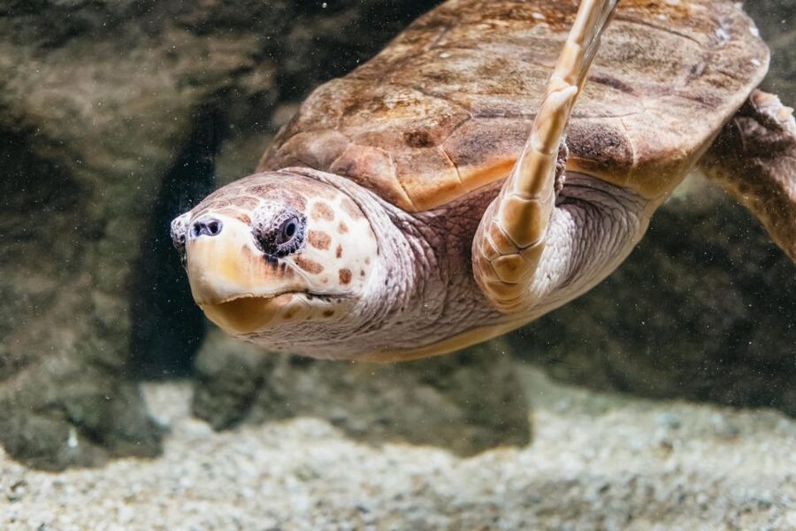 Lanzarote: Aquarium Entry Ticket - Turtle rehabilitation gives the visit a purpose