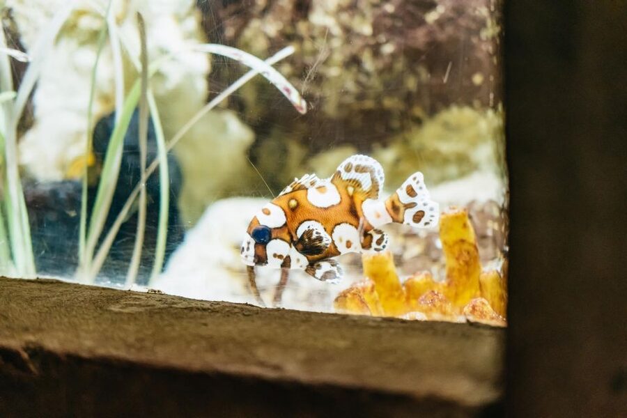 Lanzarote: Aquarium Entry Ticket - How long should you plan to stay?