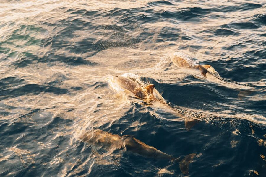 Lanzarote: Dolphin-Watching Sunset Cruise with Transfers - A sunset cruise with dolphins as the bonus