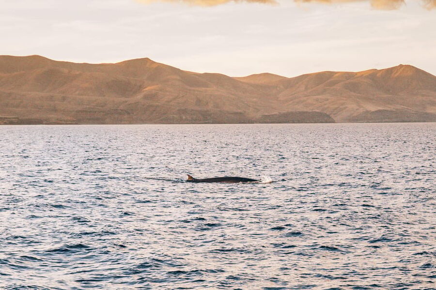 Lanzarote: Dolphin-Watching Sunset Cruise with Transfers - Should you book the Puerto del Carmen dolphin cruise?
