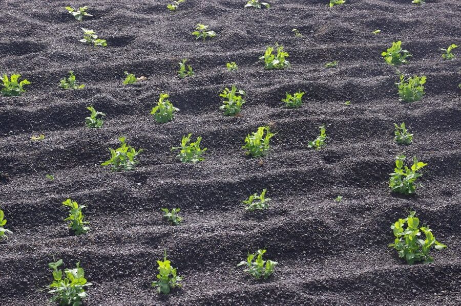 Lanzarote: Guided Day Trip to Timanfaya Park & Lago Verde - La Geria and Lanzarotes unusual vineyards