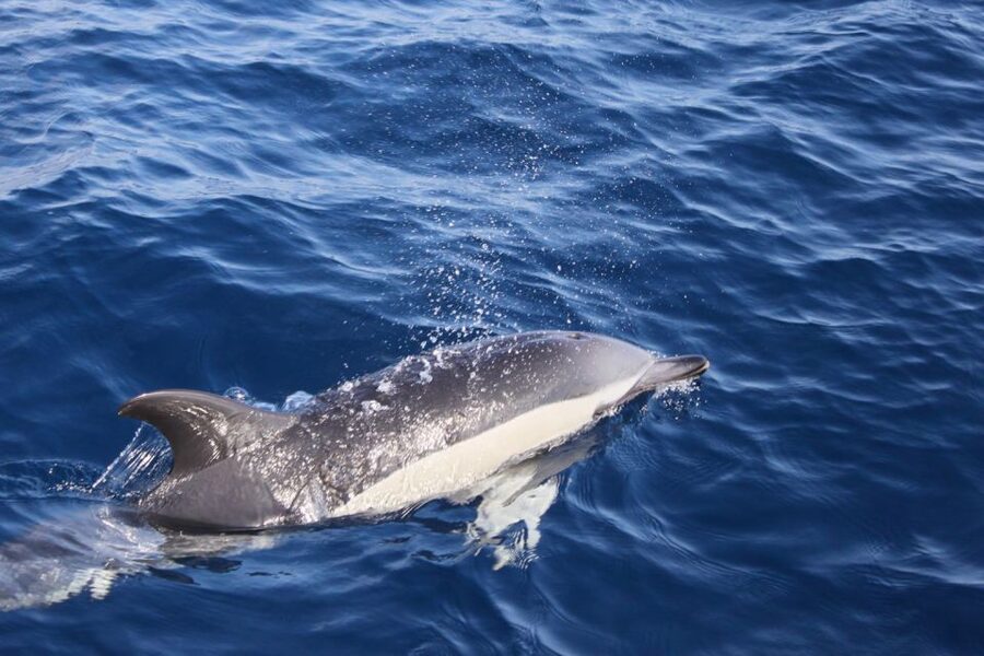 Lanzarote: Lobos Island Half-Day Dolphin Watching Trip - Key points to know before booking