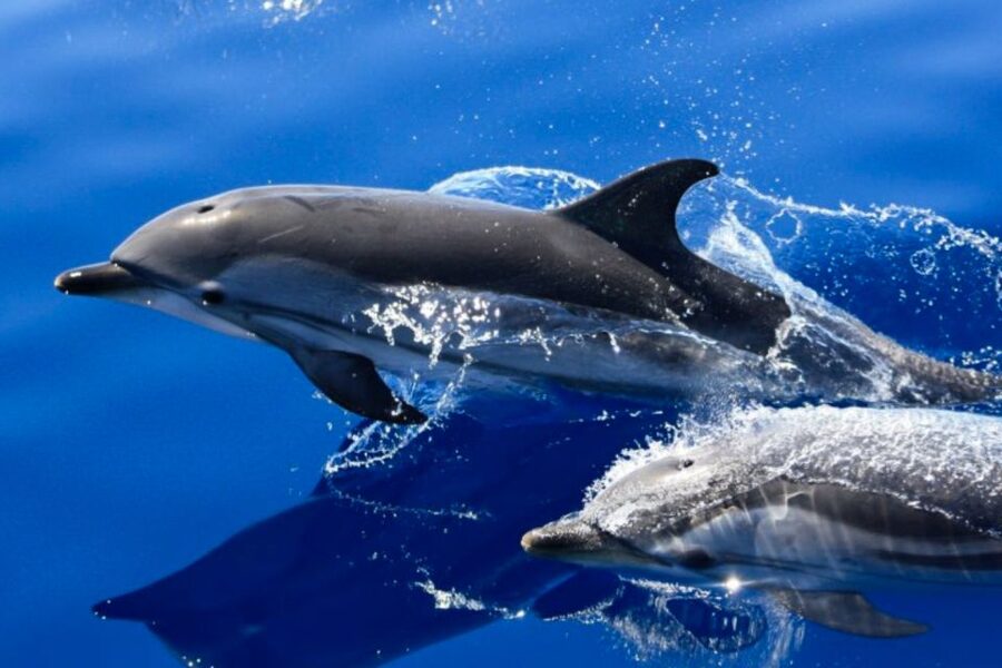 Lanzarote: Lobos Island Half-Day Dolphin Watching Trip - What this Lanzarote boat trip is really like