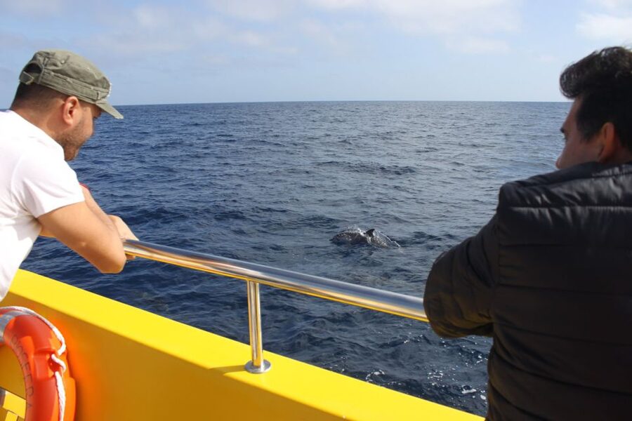 Lanzarote: Lobos Island Half-Day Dolphin Watching Trip - Leaving Puerto del Carmen by speedboat
