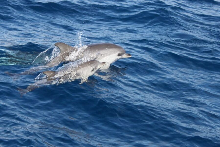Lanzarote: Lobos Island Half-Day Dolphin Watching Trip - How much of Lobos can you see in 2.5 hours?