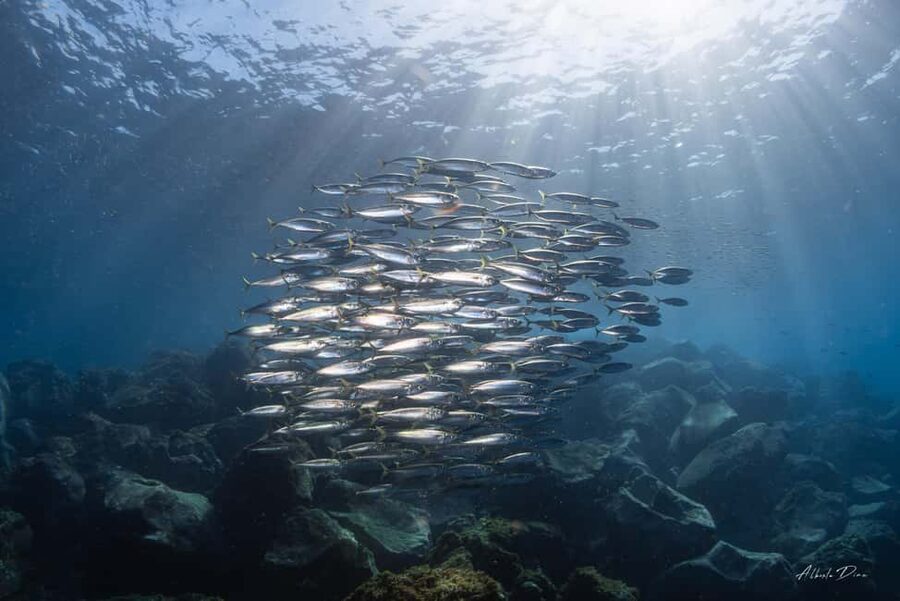 Lanzarote: Real Submarine Dive with Hotel Pickup - Reaching Puerto Calero by hotel pickup