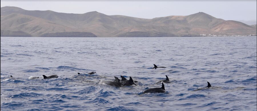 Lanzarote: Sea Safari Experience - Key points before you book