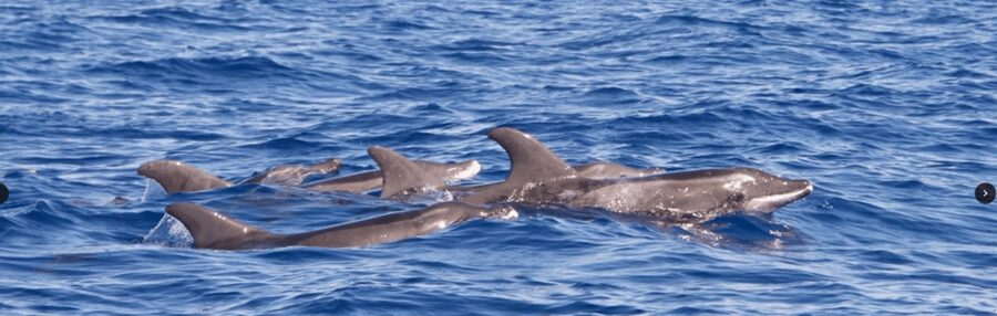 Lanzarote: Sea Safari Experience - Searching for dolphins and whales