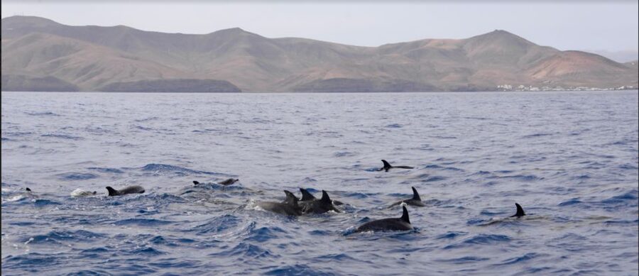 Lanzarote: Sea Safari Experience - When the ocean gives you less