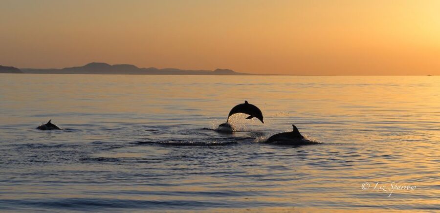 Lanzarote: Sea Safari Experience - Languages, crew, and the feel of the outing