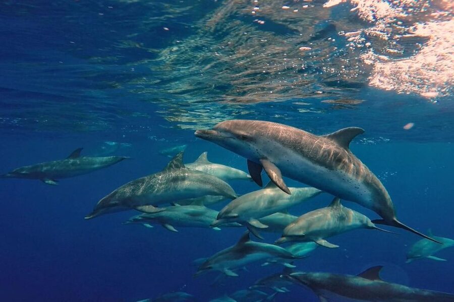 Lanzarote: Sea Safari Experience - Is $71 a fair price?