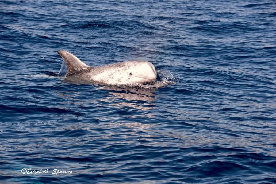 Lanzarote: Sea Safari Experience - Who should book the Sea Safari