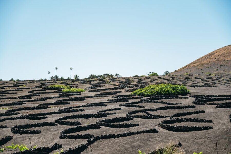 Lanzarote: Timanfaya National Park & La Geria Tour - Key points to know before booking