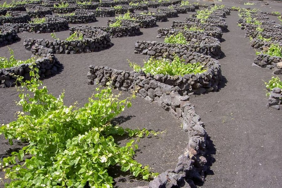 Lanzarote: Timanfaya Park and Jameos del Agua Full-Day Tour - Monte Corona and the change to northern Lanzarote