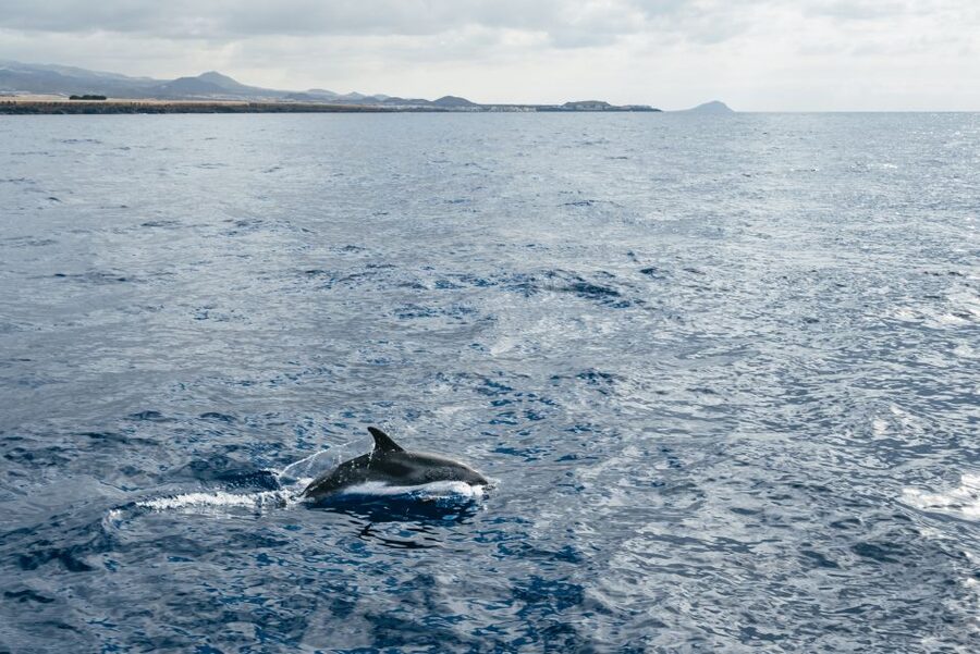 Las Galletas: Whale & Dolphin Tour with Local Skipper - A clear look at the boat and group size