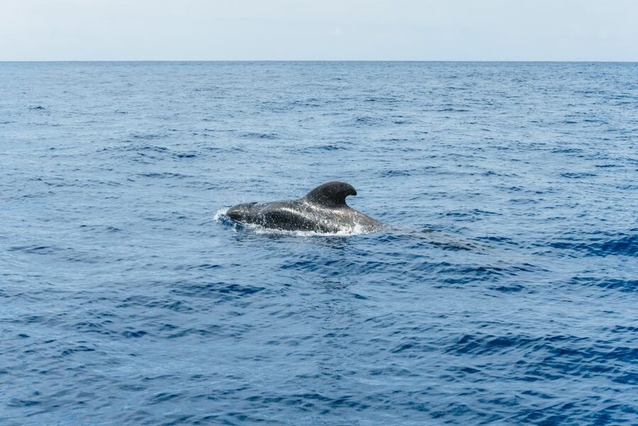 Las Galletas: Whale & Dolphin Tour with Local Skipper - Homemade lunch with local flavors