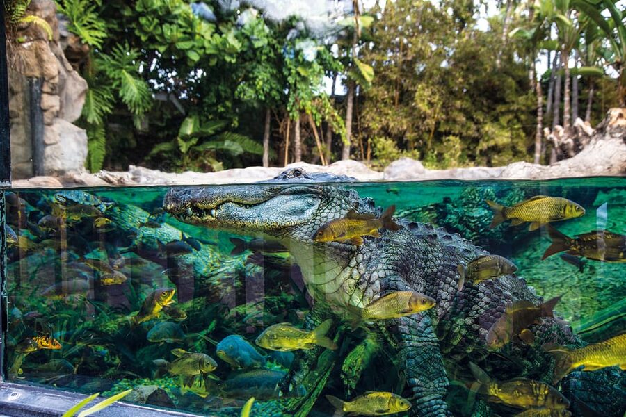 Loro Parque and Siam Park Combined Admission Tickets - Siam Park turns the second day into a water adventure