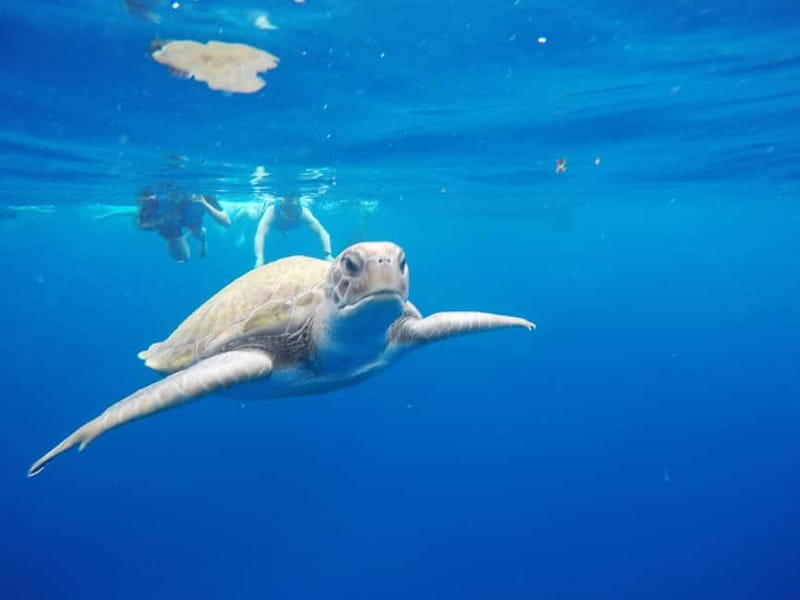 Los Cristianos: Kayak and Snorkel with Turtles and Photos - Starting from Shaka Surf on Los Cristianos beach