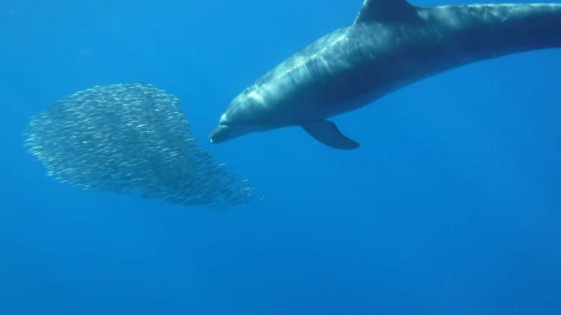 Los Cristianos: Kayak and Snorkel with Turtles and Photos - The return paddle can be the hardest section