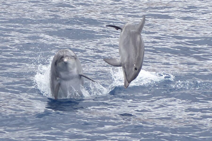 Los Cristianos Respectful No-Chase Whale and Dolphin Safari - Key points to know before you sail