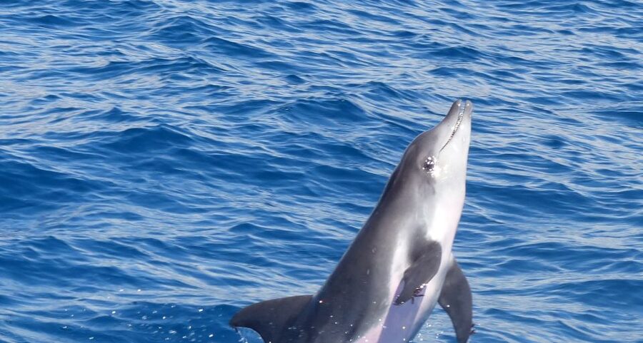 Los Cristianos Respectful No-Chase Whale and Dolphin Safari - Why the no-chase policy matters off Tenerife