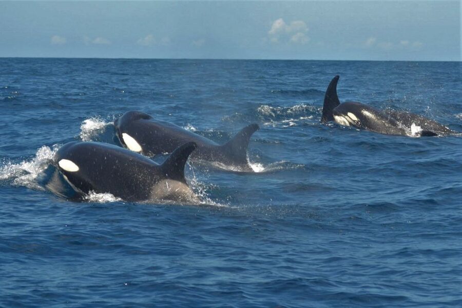 Los Cristianos Respectful No-Chase Whale and Dolphin Safari - The guides and the value of the commentary